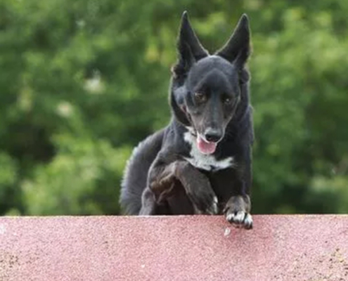 bounce-squeak-28-05-2022-1240-copy