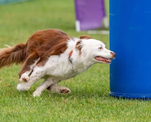 fb_img_1704050185400-1-copy